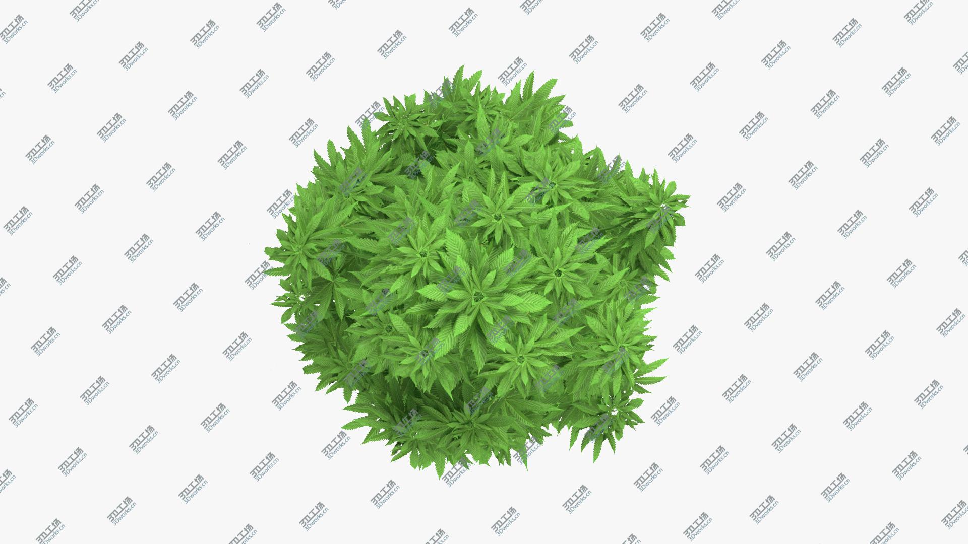 images/goods_img/2021040232/Marijuana Plant 3D model/5.jpg
